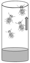 fruit fly vial